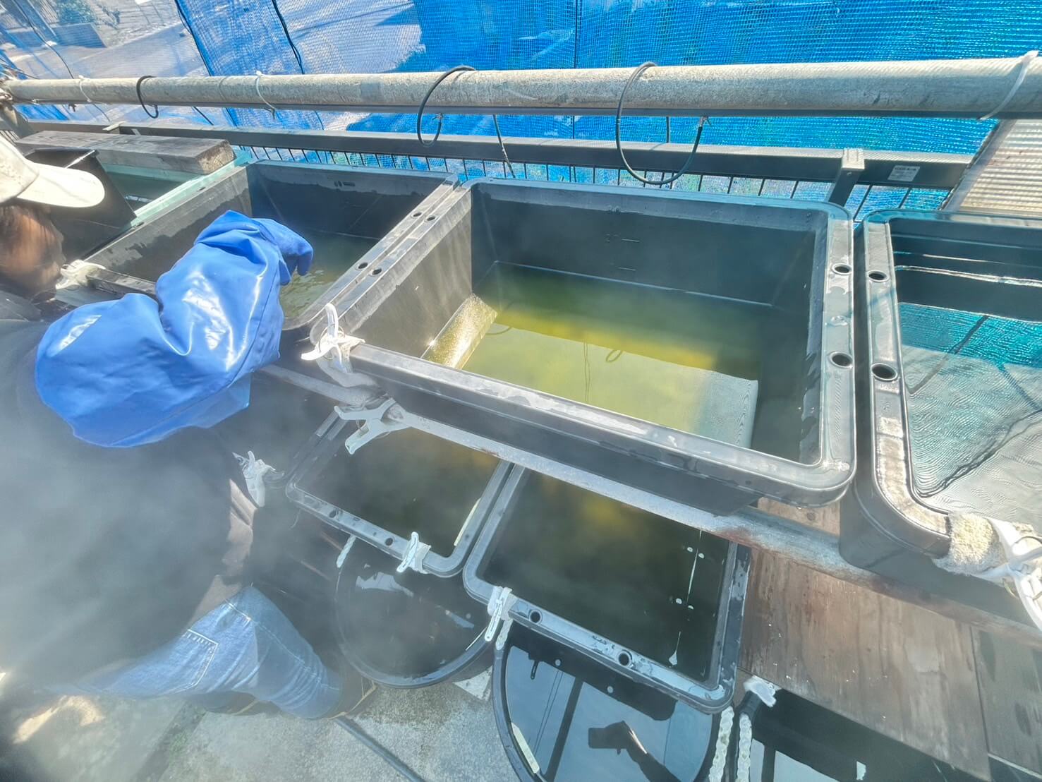 メダカの水換え作業の様子(冬越し後)