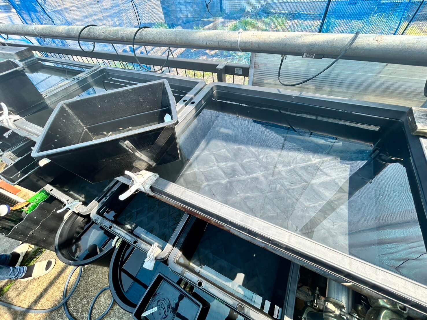 メダカの水換え作業の様子(冬越し後)