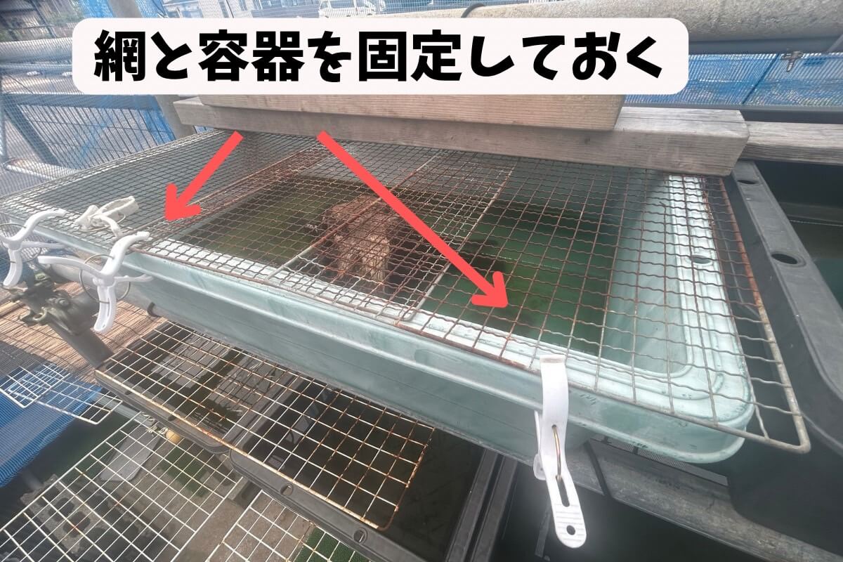 メダカとイシガメのアライグマ(害獣)対策