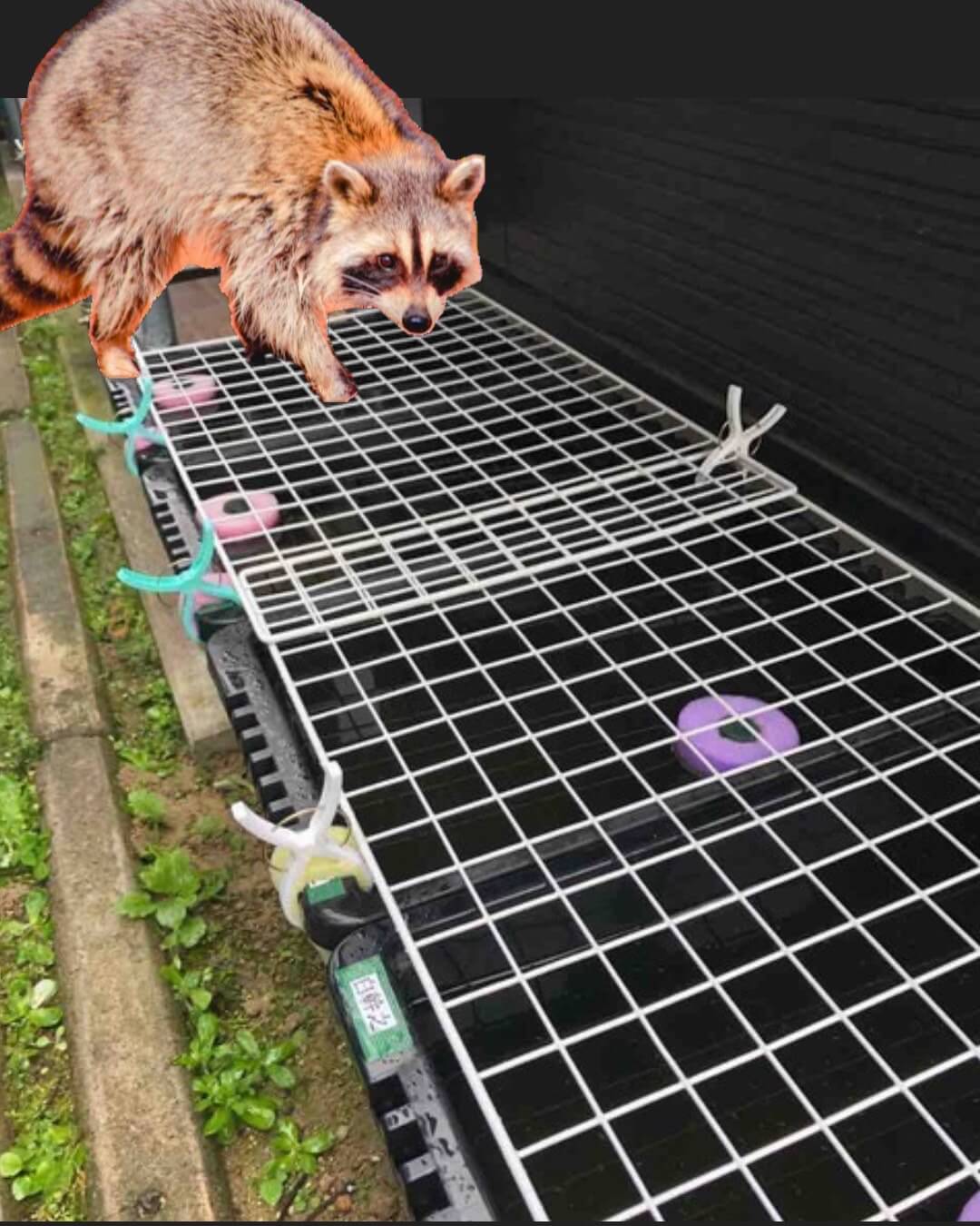 メダカとイシガメのアライグマ(害獣)対策