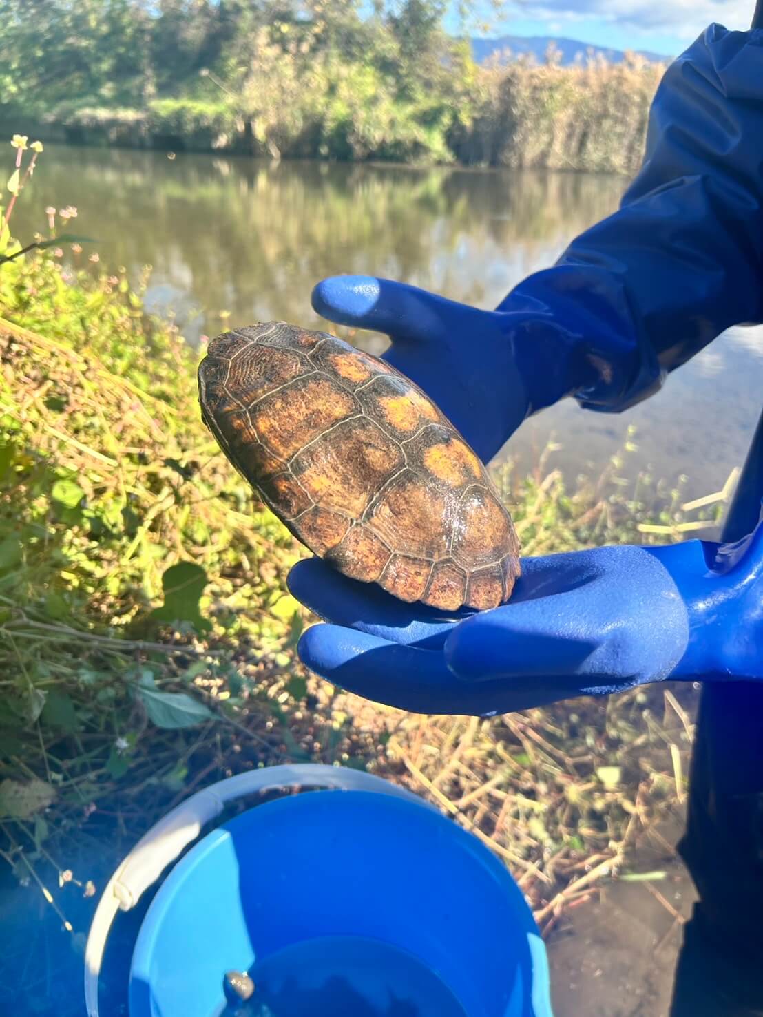 ガサガサ遊びでイシガメを捕まえた様子