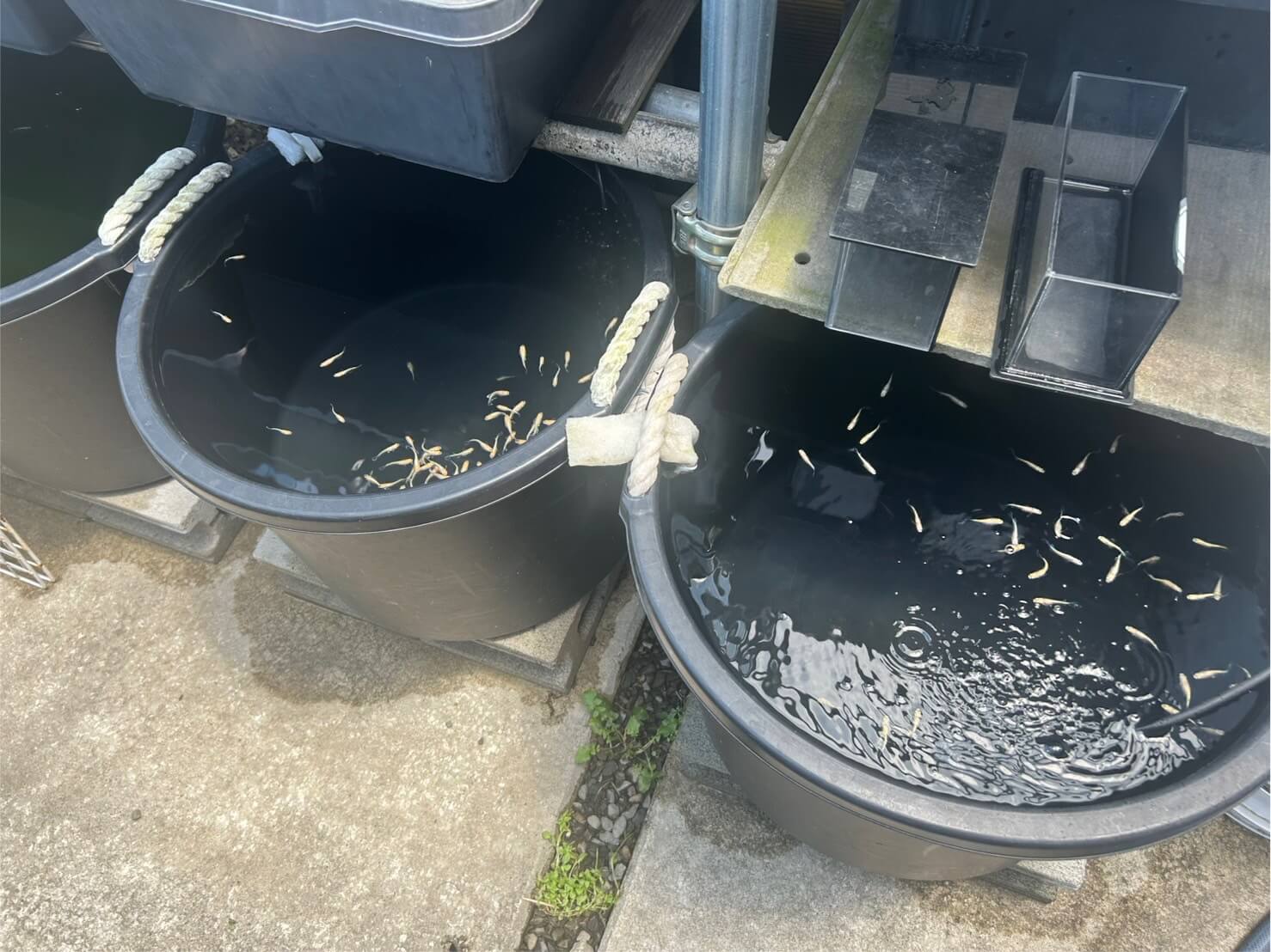 冬越し後に水換えしたメダカの飼育容器の様子