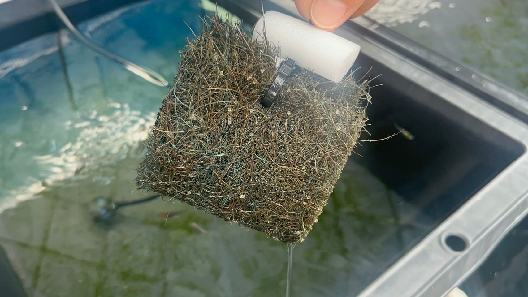 天然ヤシ材で作ったトンネルの形をしたメダカの産卵床