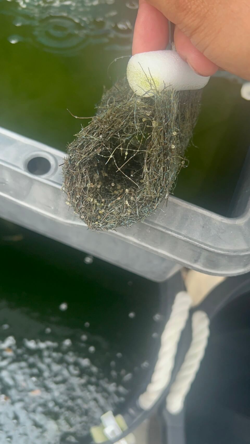 天然ヤシ材で作ったトンネルの形をしたメダカの産卵床