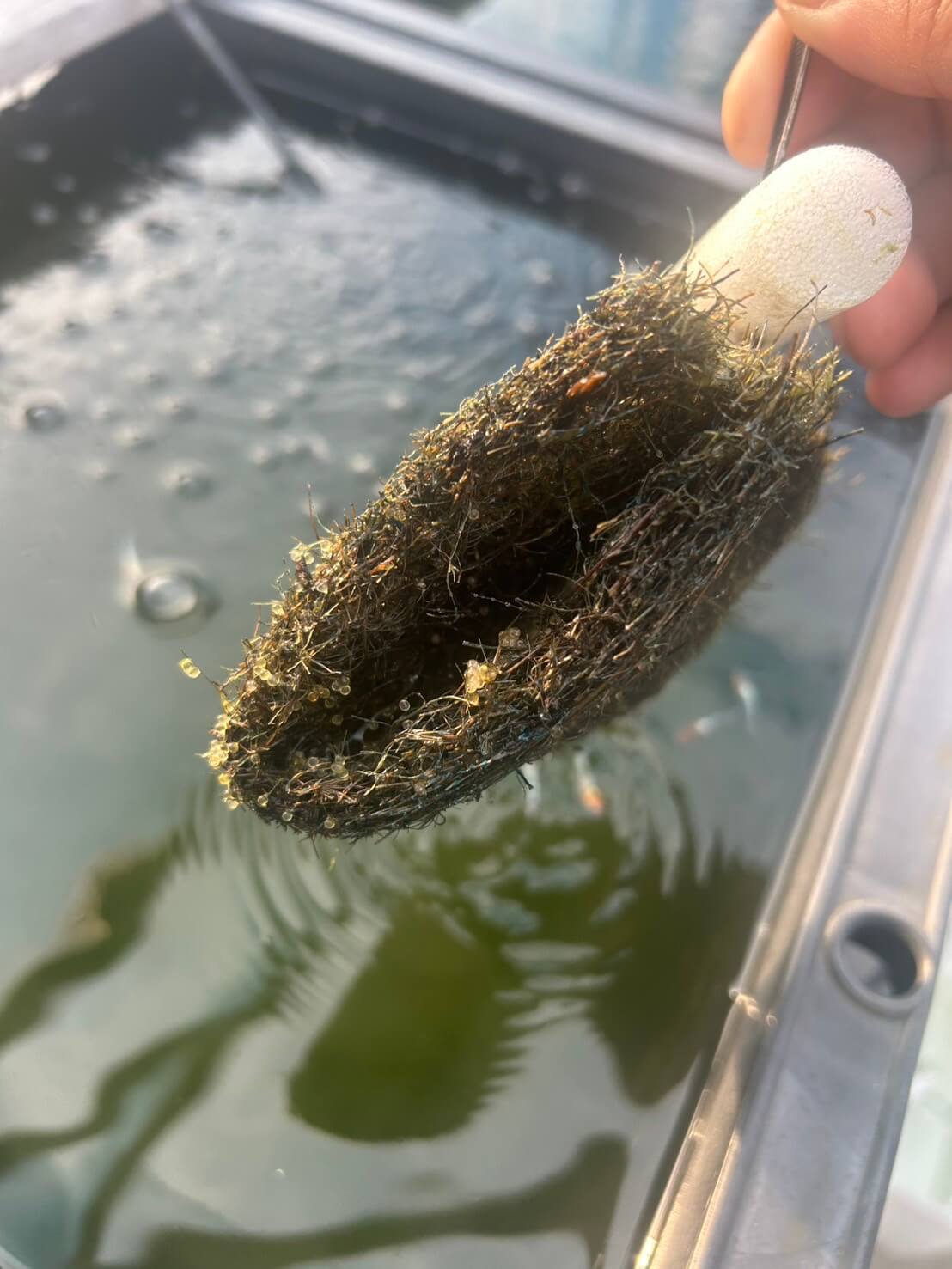 天然ヤシ材で作ったトンネルの形をしたメダカの産卵床