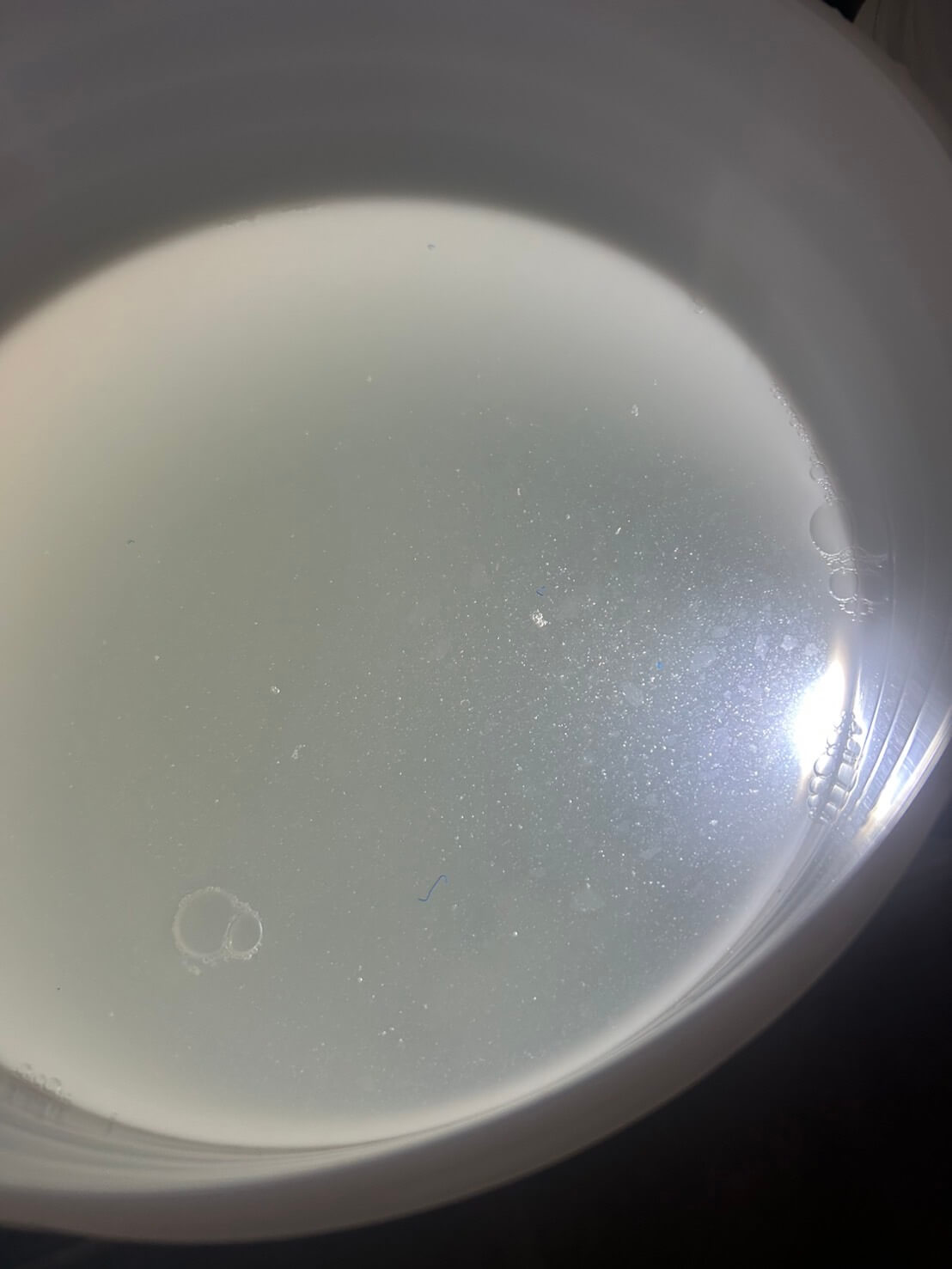 ゾウリムシの培養に失敗した様子