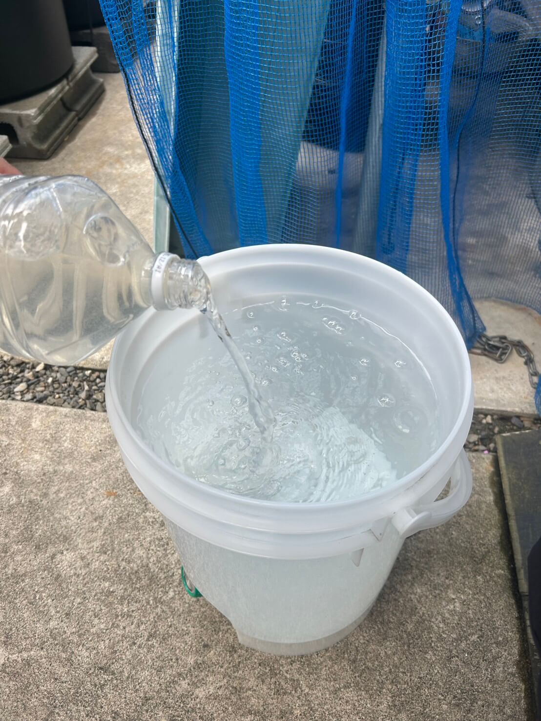 ゾウリムシを培養する様子