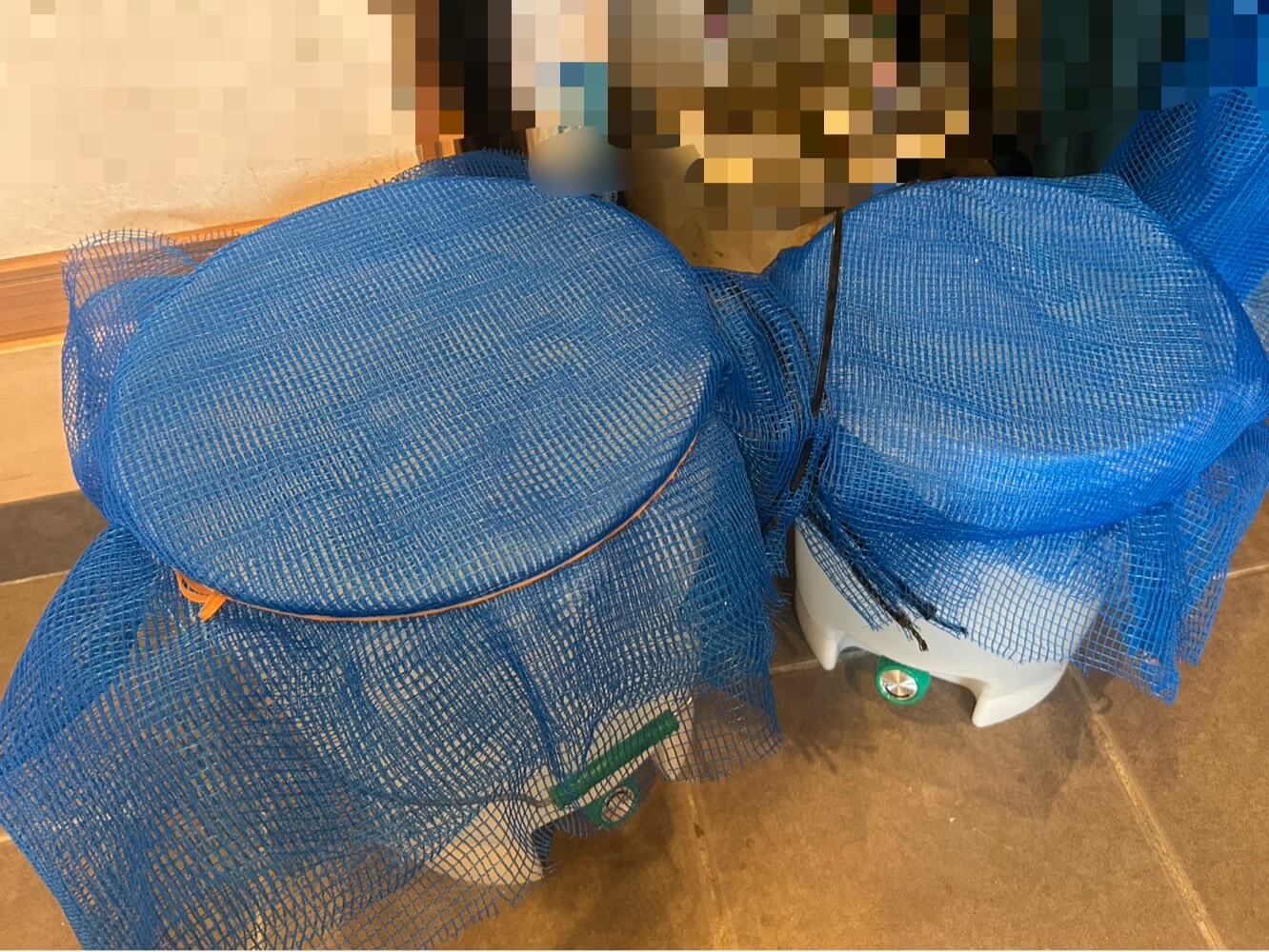 ゾウリムシを培養する様子