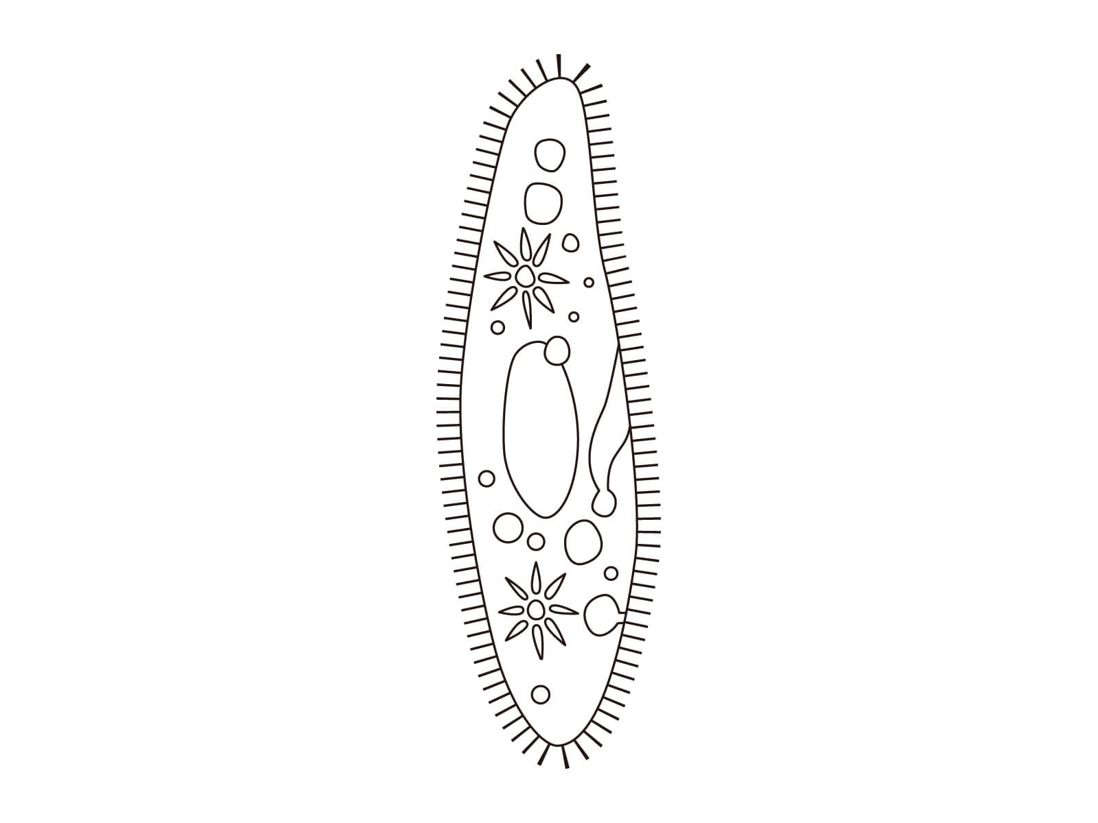 ゾウリムシのイラスト