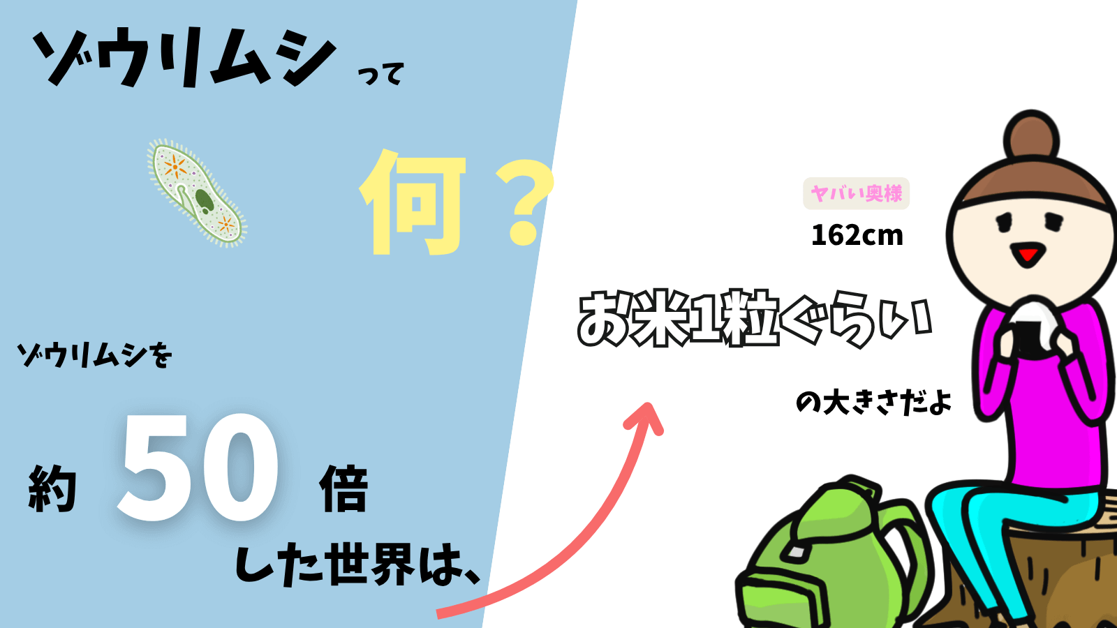 ゾウリムシのアイキャッチ