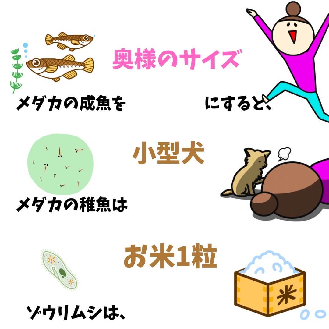 ゾウリムシの大きさを例えるためのイラスト