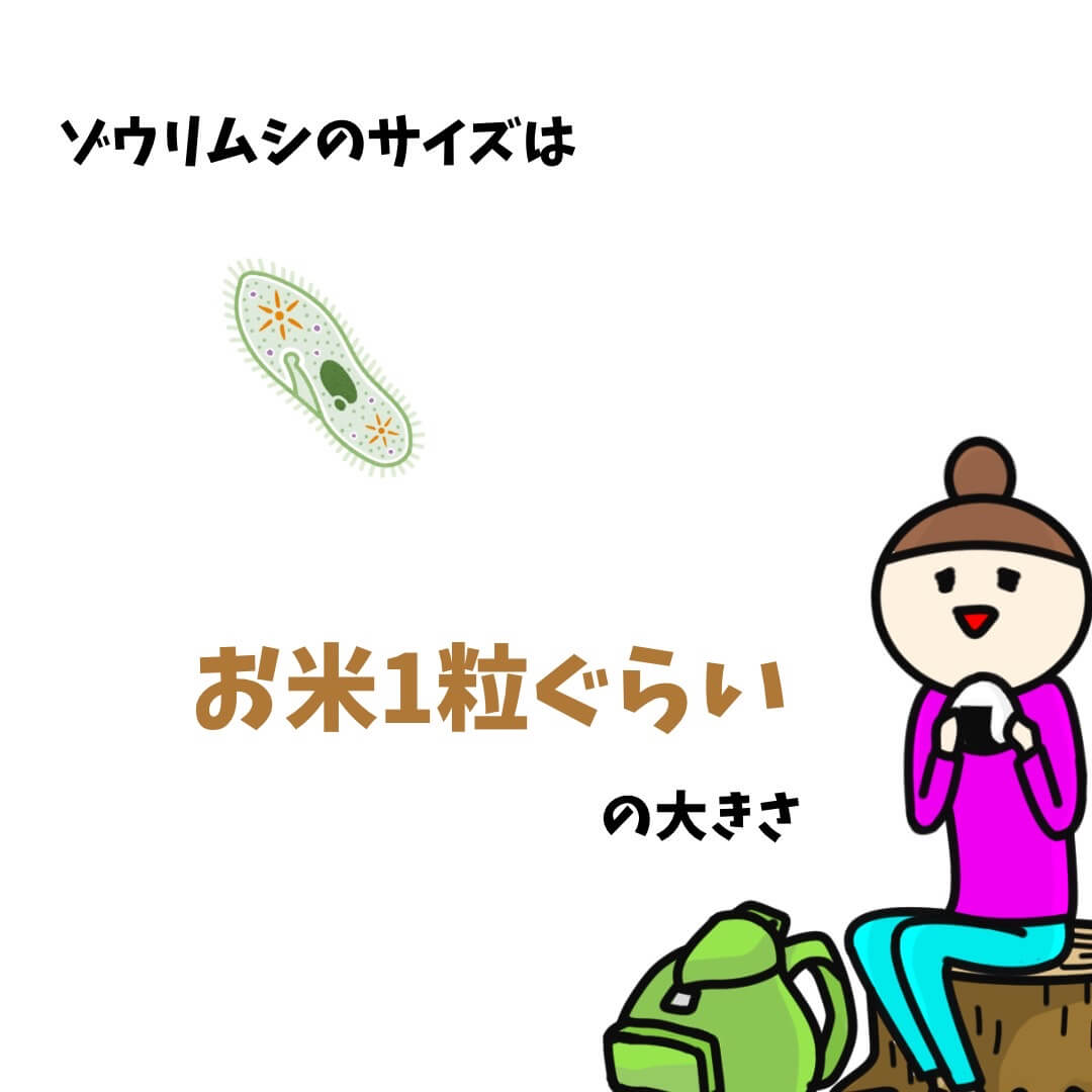 ゾウリムシの大きさを例えるためのイラスト