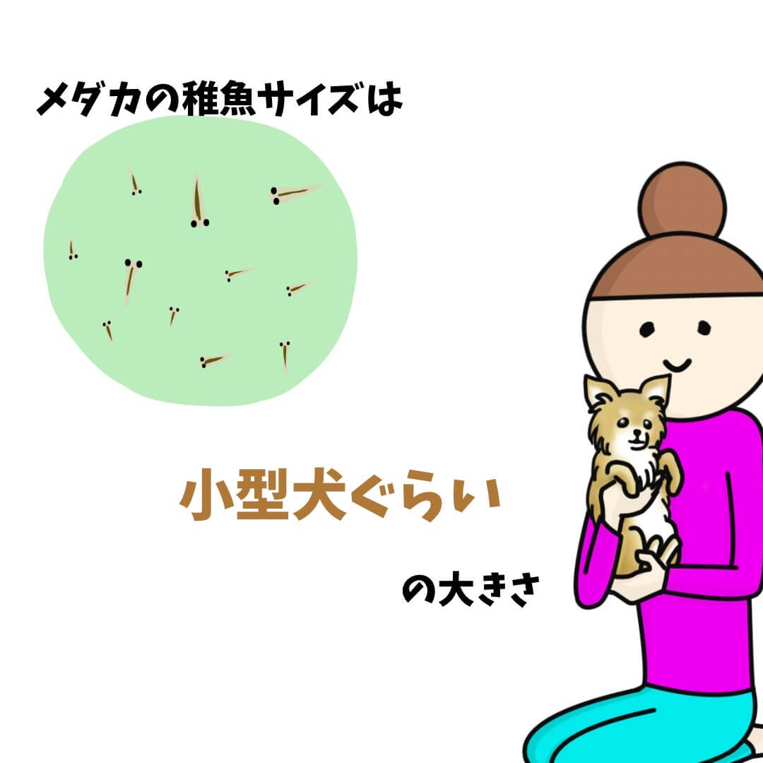 ゾウリムシの大きさを例えるためのイラスト