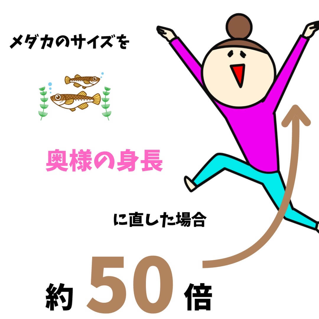 ゾウリムシの大きさを例えるためのイラスト