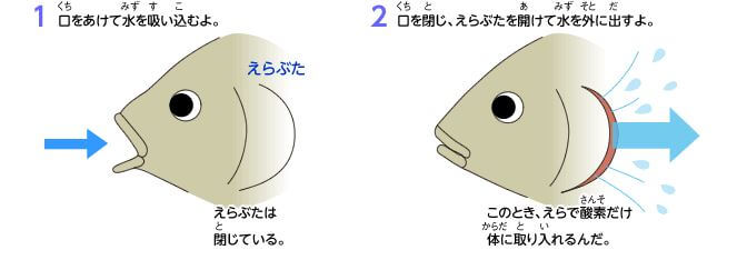 エラ呼吸のイラスト