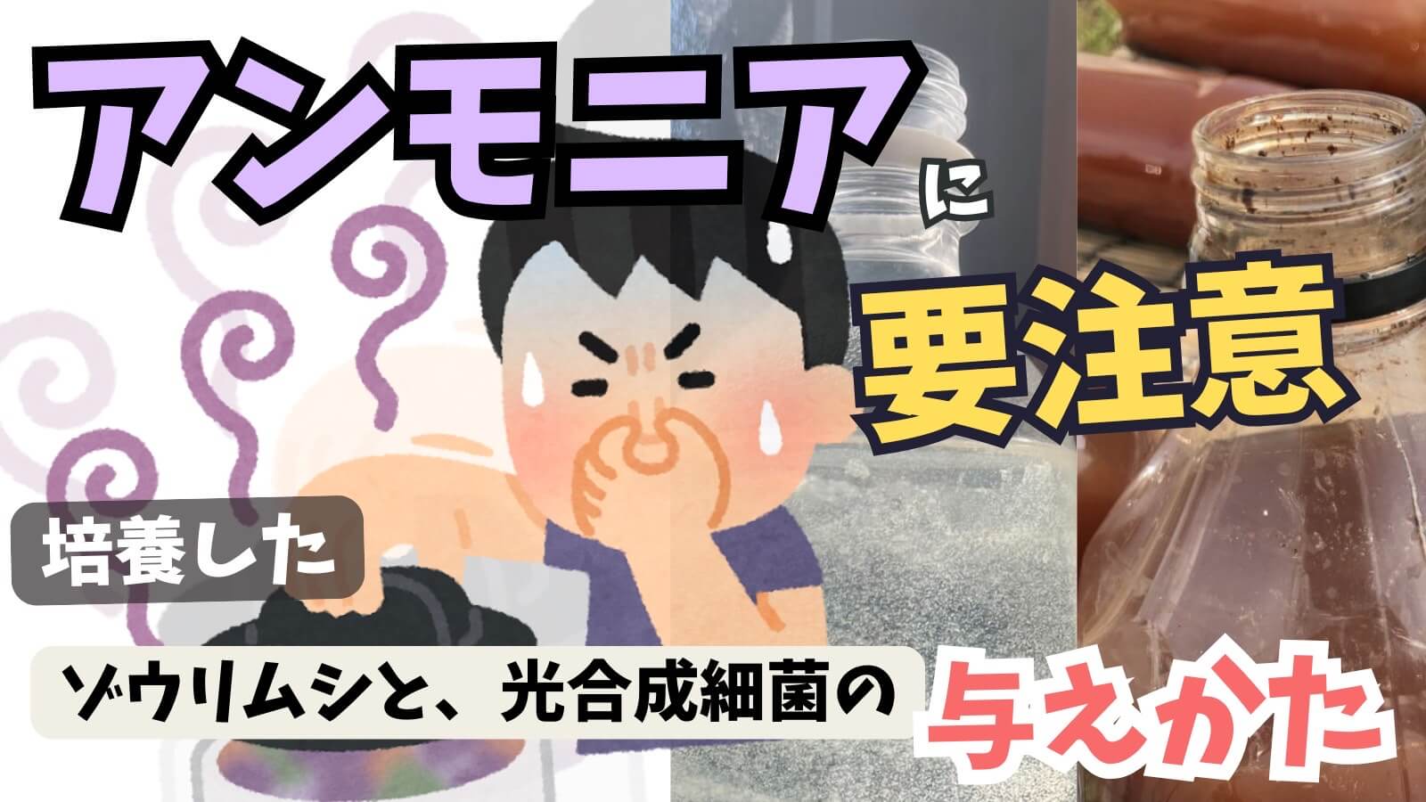 ゾウリムシと光合成細菌の培養に関するアイキャッチ画像