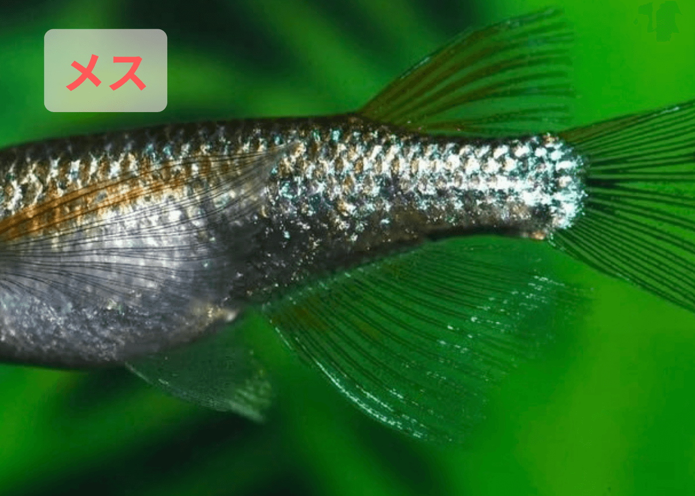 メダカのオスとメスの見分けかた(リアルロングフィンメダカのメス)