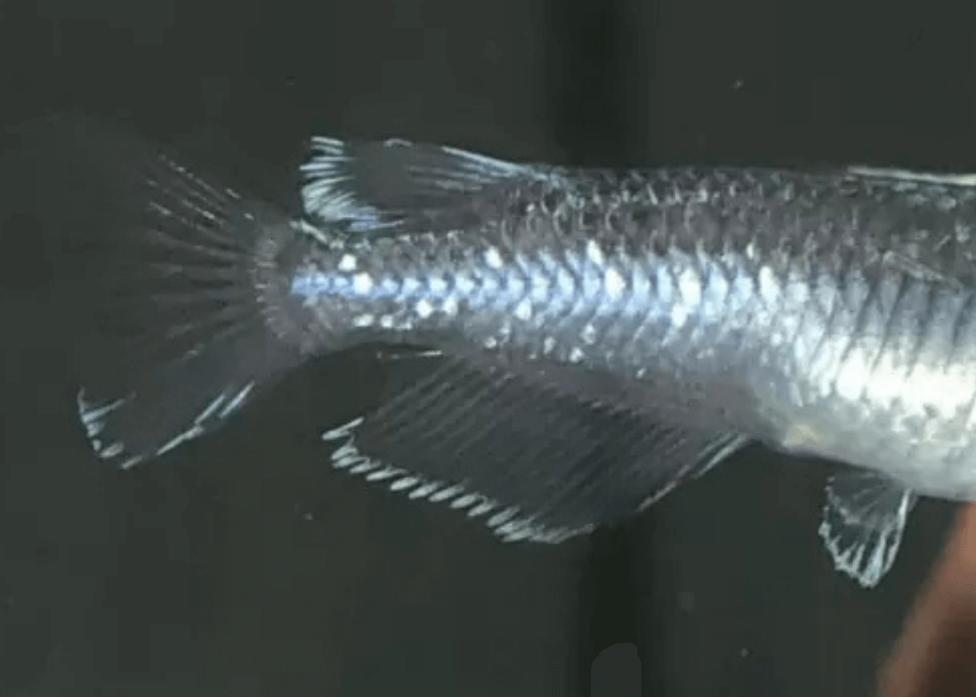 メダカのオスとメスの見分けかた(普通体型のオス)