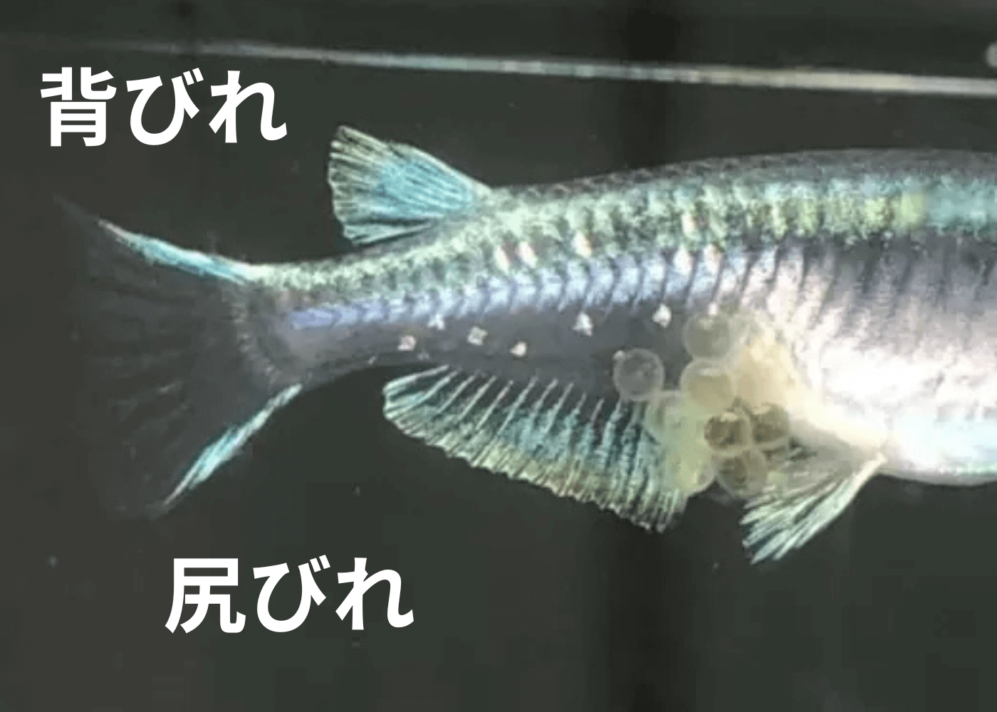 メダカのオスとメスの見分けかた(普通体型のメス)