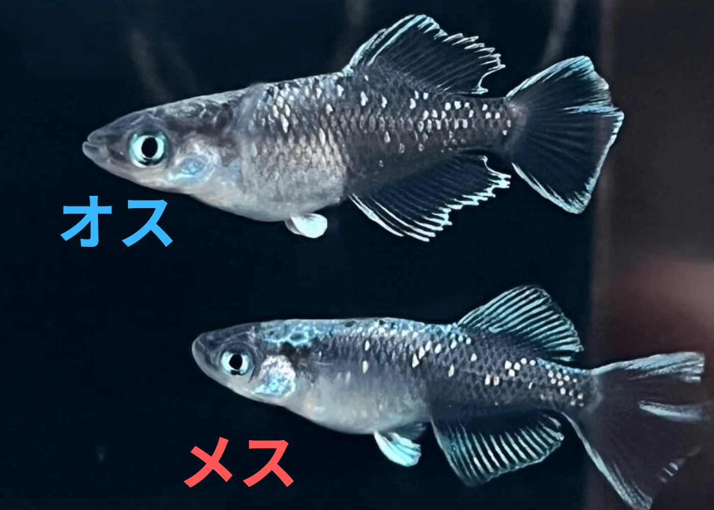 メダカのオスとメスの見分けかた(ヒカリ体型のオスとメス)