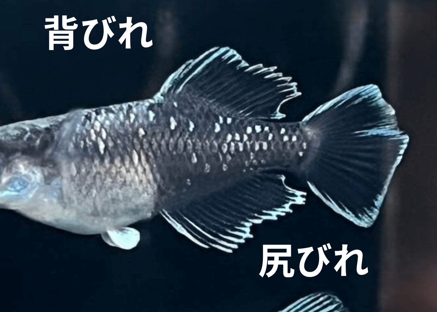メダカのオスとメスの見分けかた(ヒカリ体型のオスとメス)