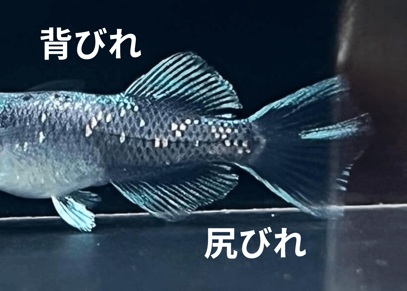 メダカのオスとメスの見分けかた(ヒカリ体型のオスとメス)