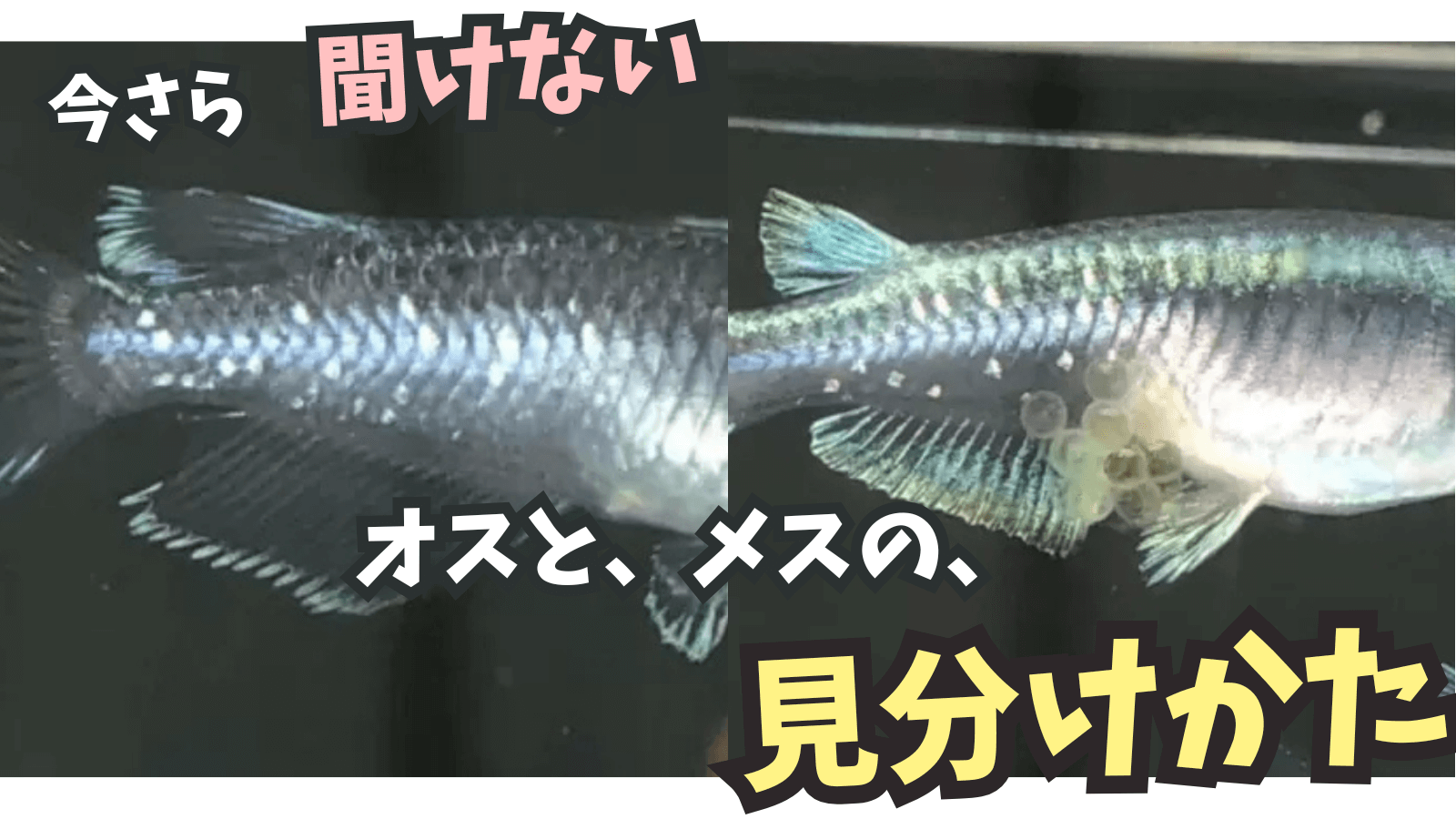 ブログのアイキャッチ画像