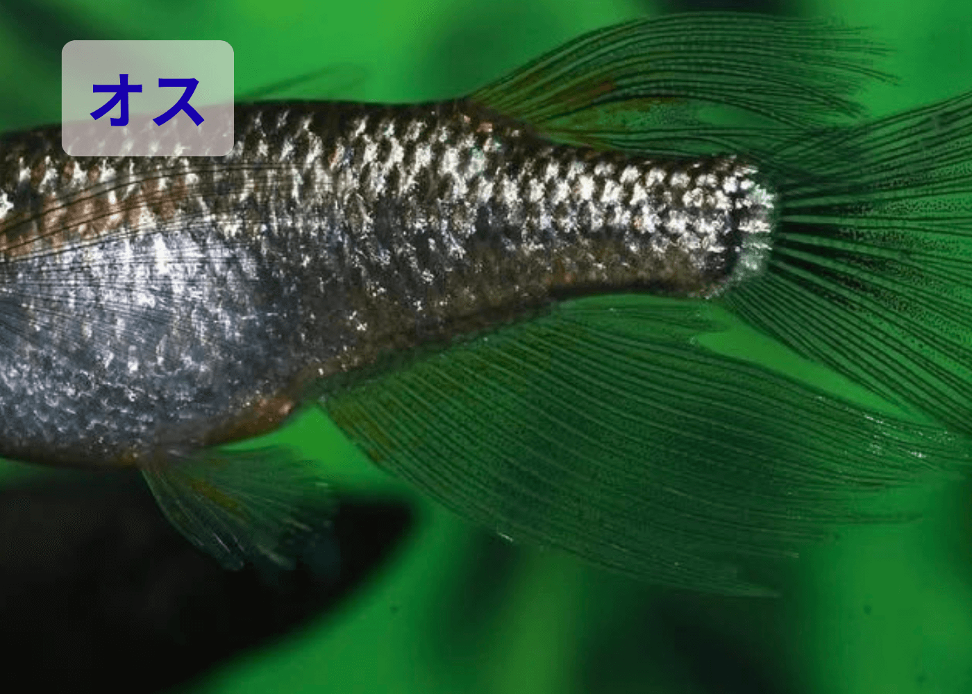 メダカのオスとメスの見分けかた(リアルロングフィンメダカのオス)