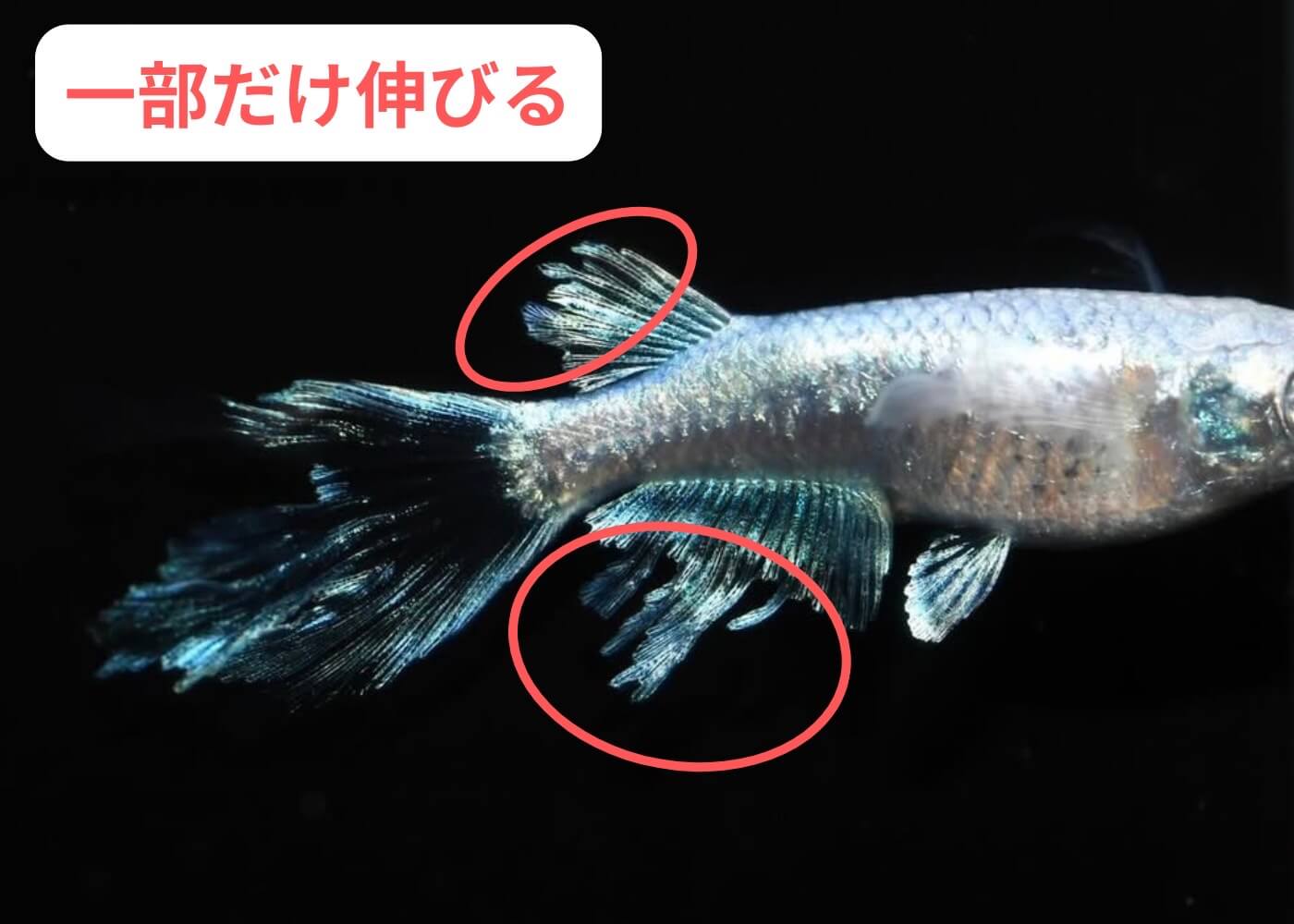 メダカのオスとメスの見分けかた(鰭長メダカのメス)