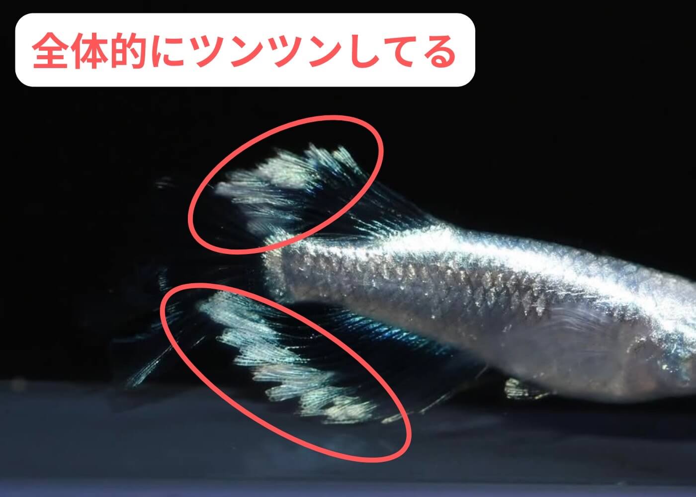 メダカのオスとメスの見分けかた(ヒレ長メダカのオス)
