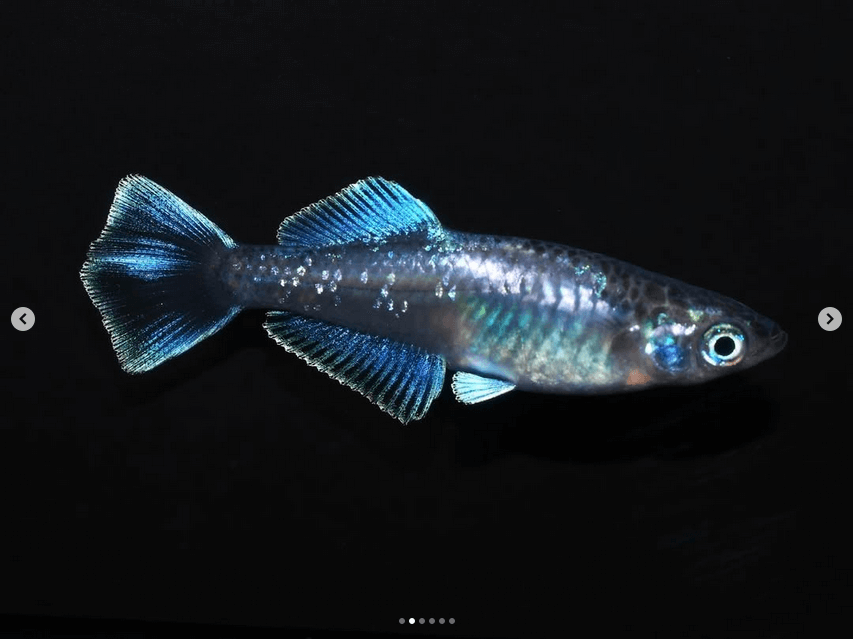 メダカのオスとメスの見分けかた(ヒカリ体型のメス)