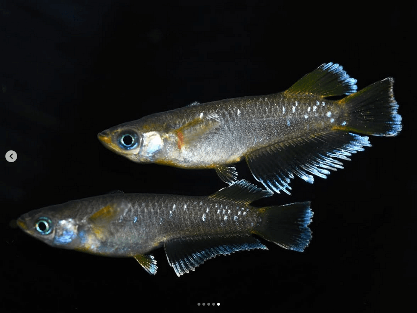 メダカのオスとメスの見分けかた(マリアージュキッシングワイドフィンエメラルドフィンタイプメダカのオスとメス)