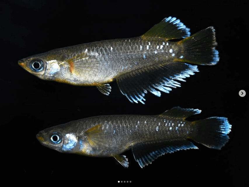 メダカのオスとメスの見分けかた(キッシングワイドフィンメダカのオスとメス)