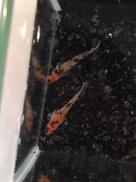 非透明鱗紅白メダカの雲州あけぼの