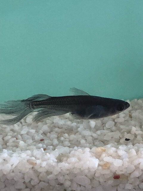 サタン(黒色ブラック透明鱗メダカヒレ長)2017年メダカの品評会