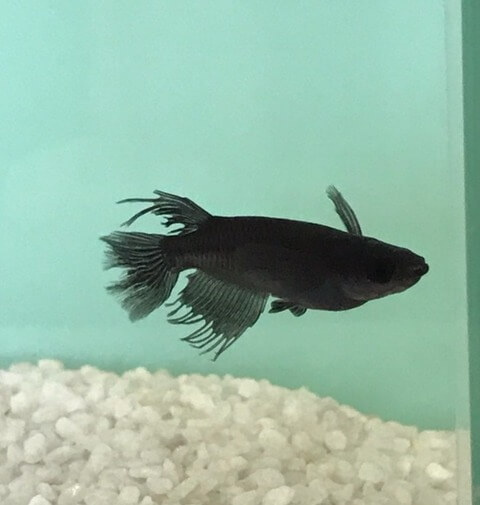 サタン黒(黒色透明鱗メダカヒレ長)2017年鑑賞めだか品評会