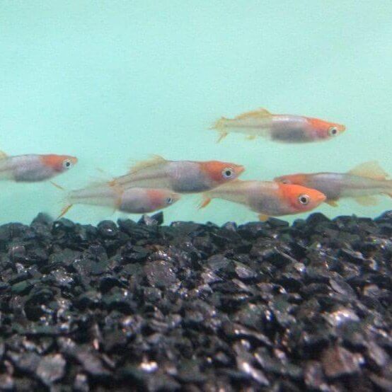 銀帯(楊貴妃透明鱗ヒカリ体型メダカ)2016年秋のメダカ品評会