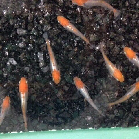 銀帯(楊貴妃透明鱗ヒカリ体型メダカ)2016年秋のメダカ品評会