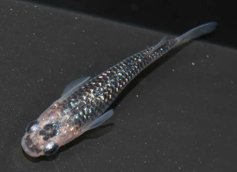 夜桜(岡崎葵メダカさんのサイトより引用)