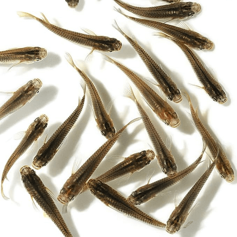 黒メダカ(改良メダカの原点と言われるメダカ)