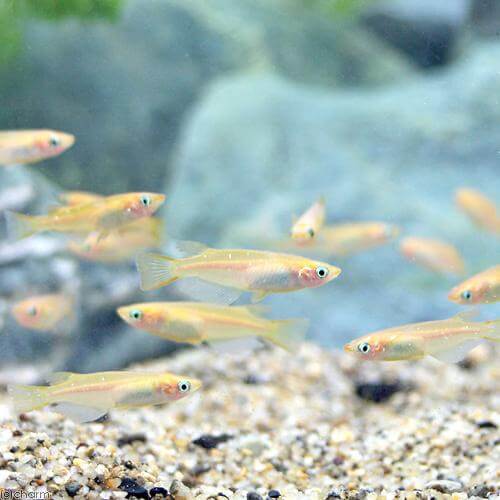 ヒメダカ(改良メダカの原点と言われるメダカ)