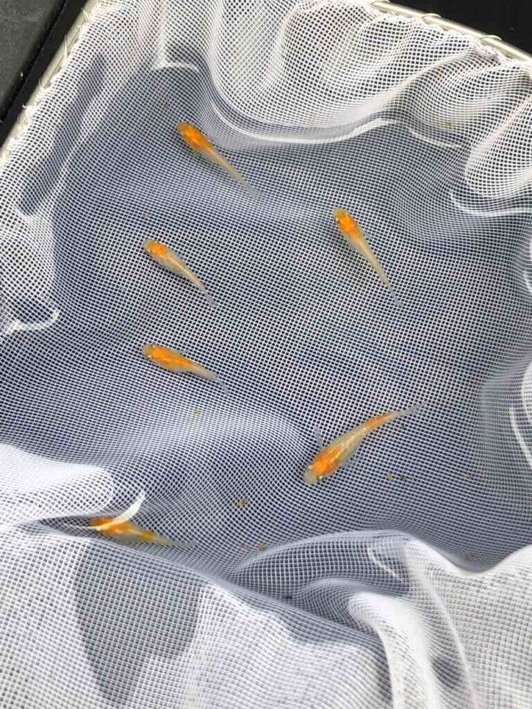 非透明鱗紅白メダカ2018年の種親にしたメダカ(2018年5月頃)