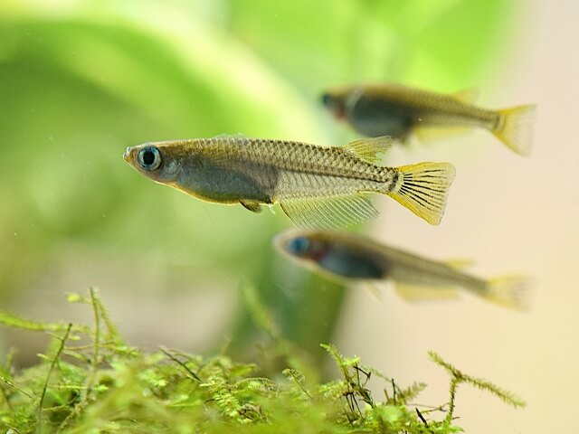 黒メダカ(改良メダカの原点と言われるメダカ)