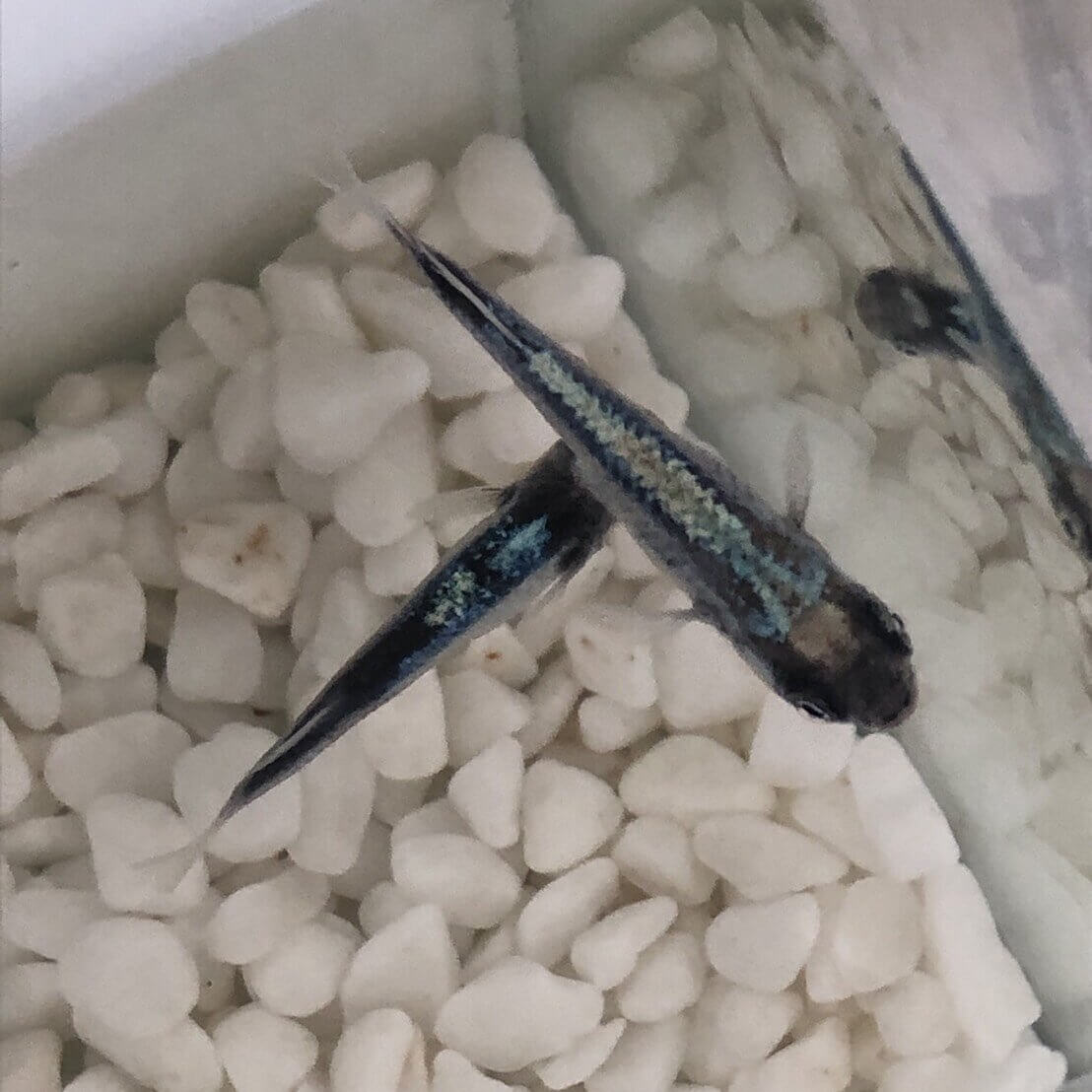 2019年秋の鑑賞メダカ品評会(黒鎧)