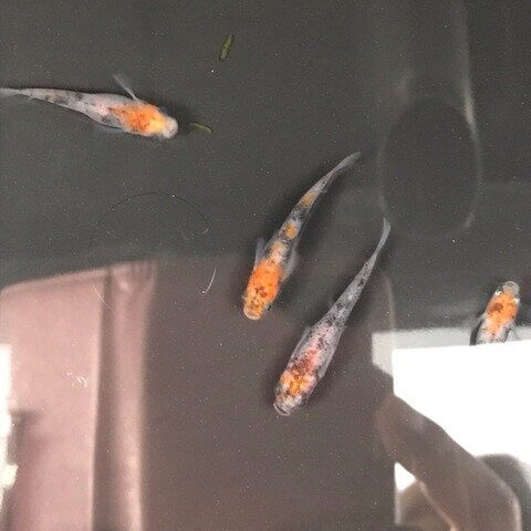 朱赤三色透明鱗メダカ