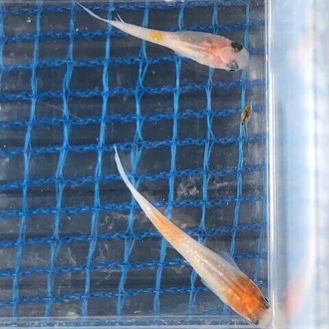 非透明鱗紅白メダカ(2018年1月頃)