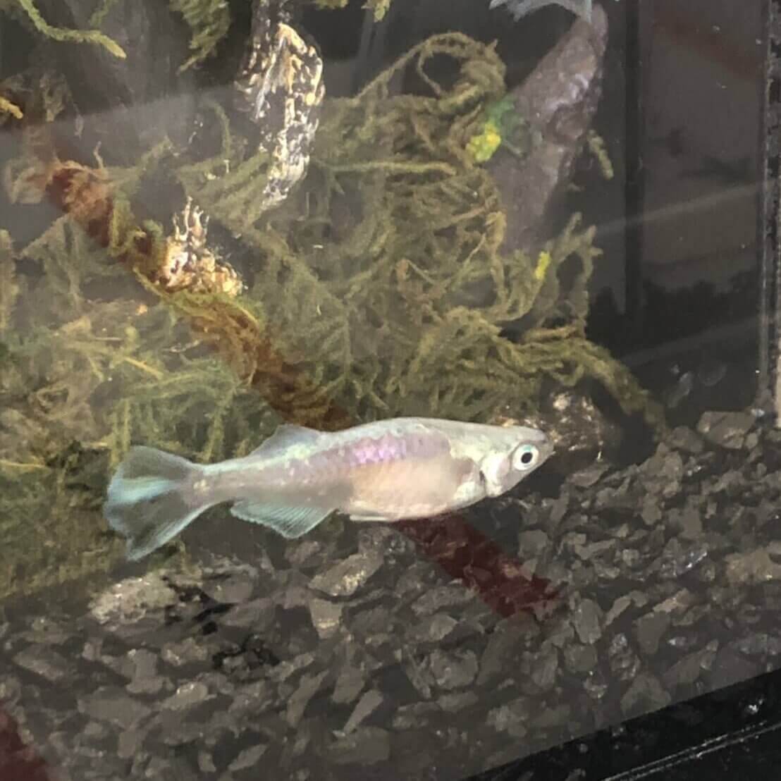 2019年秋の鑑賞メダカ品評会(ドラゴンブルー)