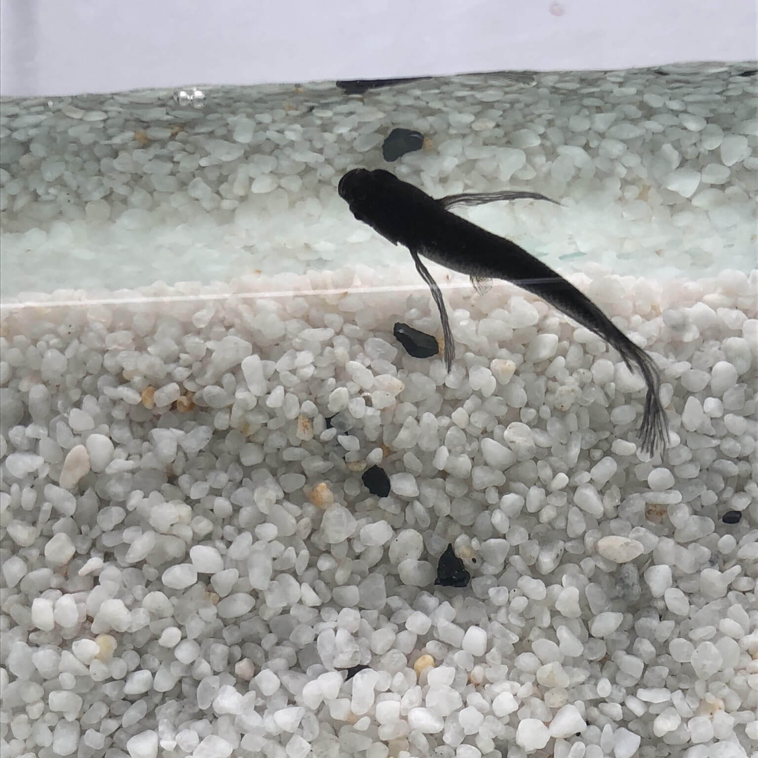 メダカの品評会(2018年秋)ブラックキング