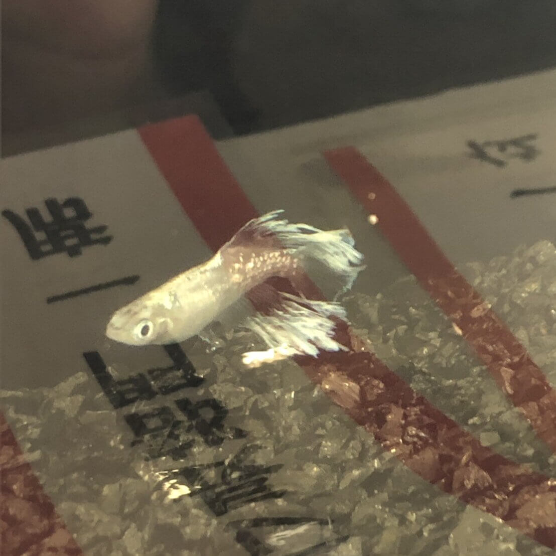 2019年秋の鑑賞メダカ品評会(タルミロングフィン)