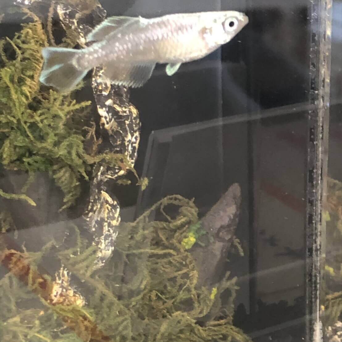 2019年秋の鑑賞メダカ品評会(ドラゴンブルー)